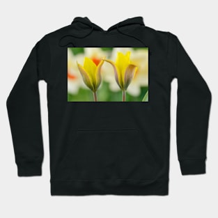 Tulipa kolpakowskiana  AGM  Kolpakowsky&#39;s tulip  Miscellaneous tulip Hoodie